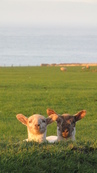 SX21917 Two lambs in morning sun.jpg